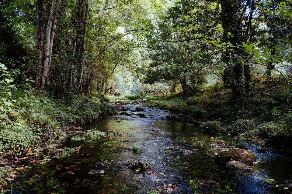 Campbell Meditation Audio Book – The Flow of Nature